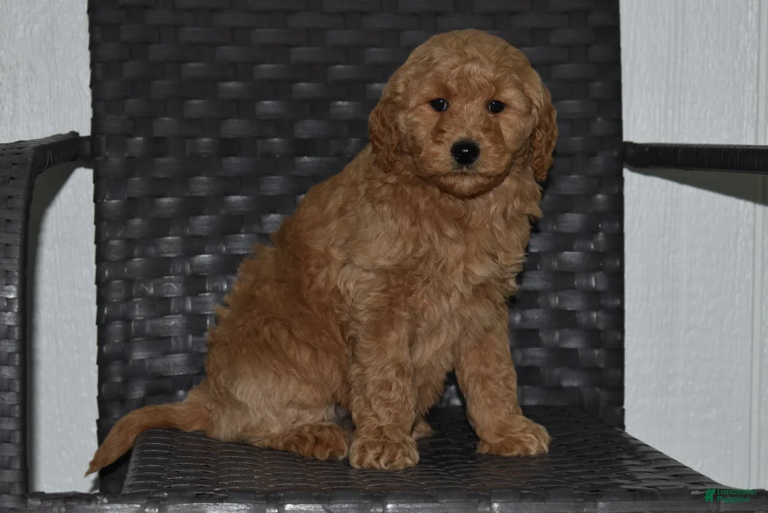 Goldendoodle dogs for sale: Angel - Ad 2