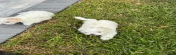 Maltese dogs for sale: Maltese 1 - Ad 6