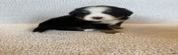 Bernese Mountain Dog dogs for sale: Sunny - Ad 2