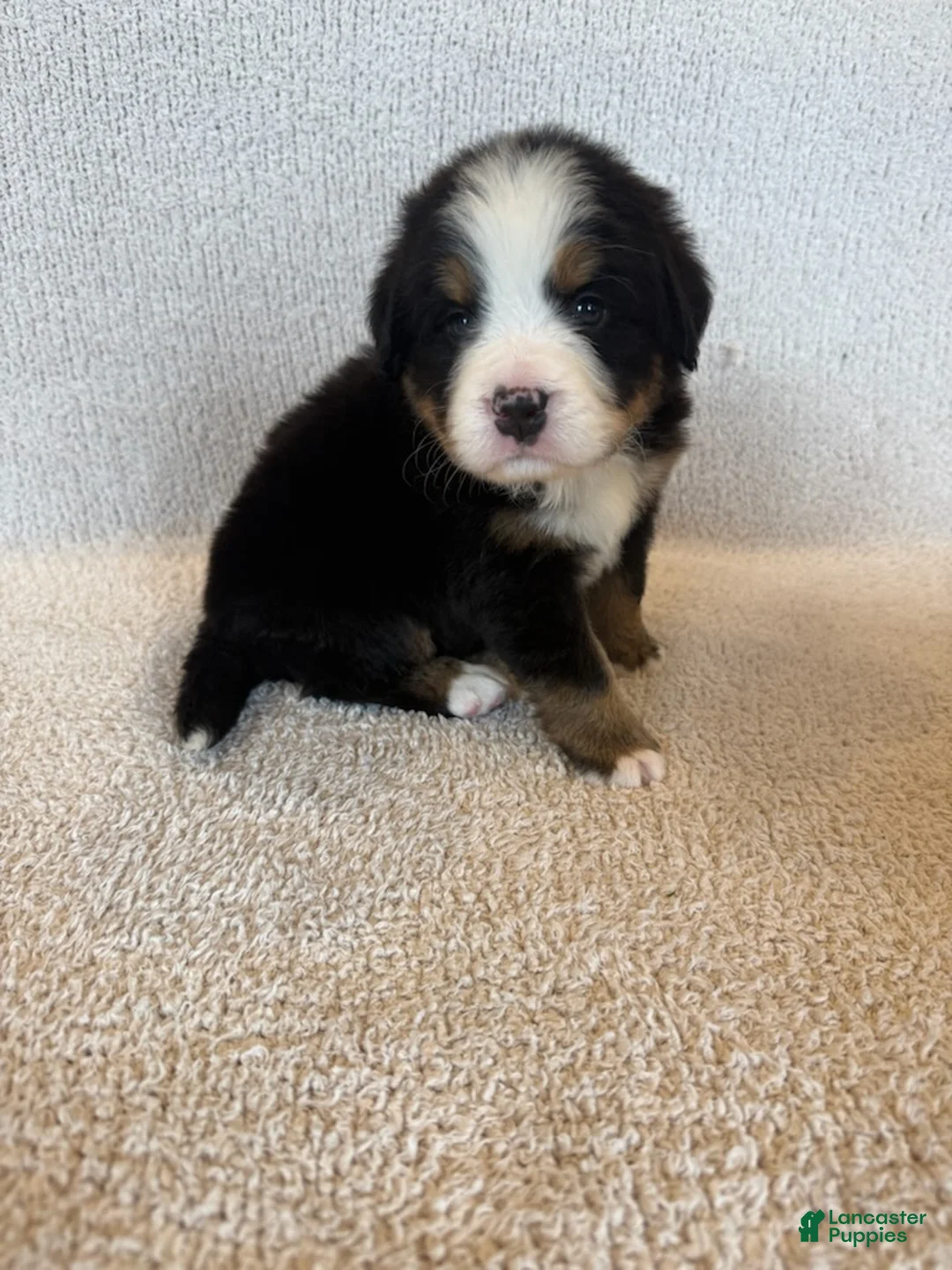 Bernese Mountain Dog dogs for sale: Sunny - Ad 2