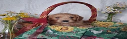 Mini Goldendoodle dogs for sale: Mini Goldendoodle, Whisper - Ad 7
