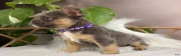 French Bulldog dogs for sale: Nala - Ad 6