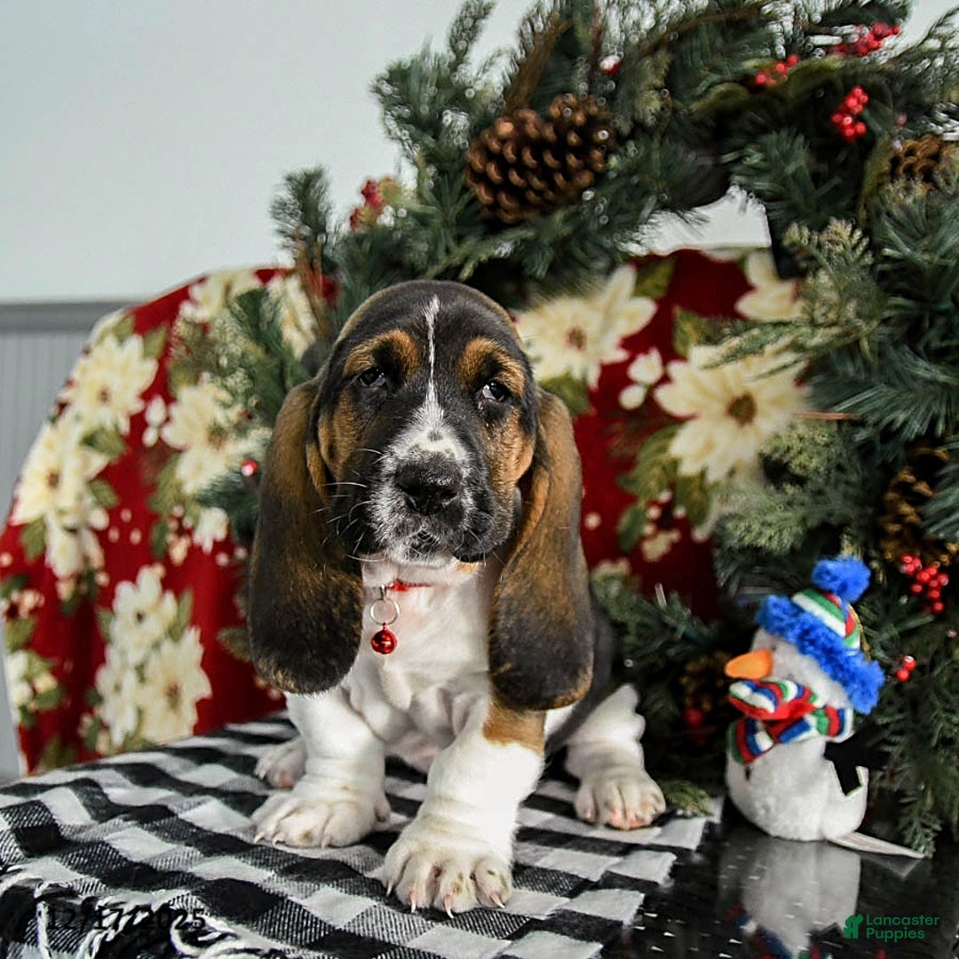 Basset Hound dogs for sale: Forest - Ad 2