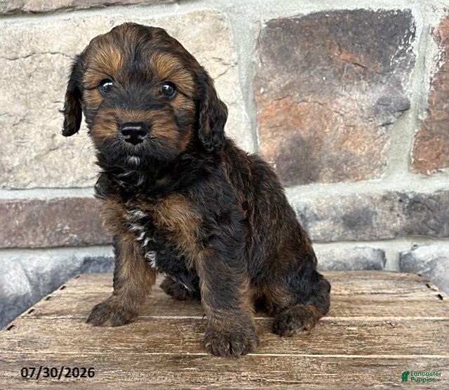 Whoodle dogs Monty - Ad 2