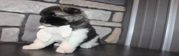 Akita dogs for sale: AKC Riley - Ad 12