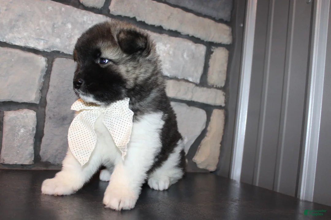 Akita dogs for sale: AKC Riley - Ad 12