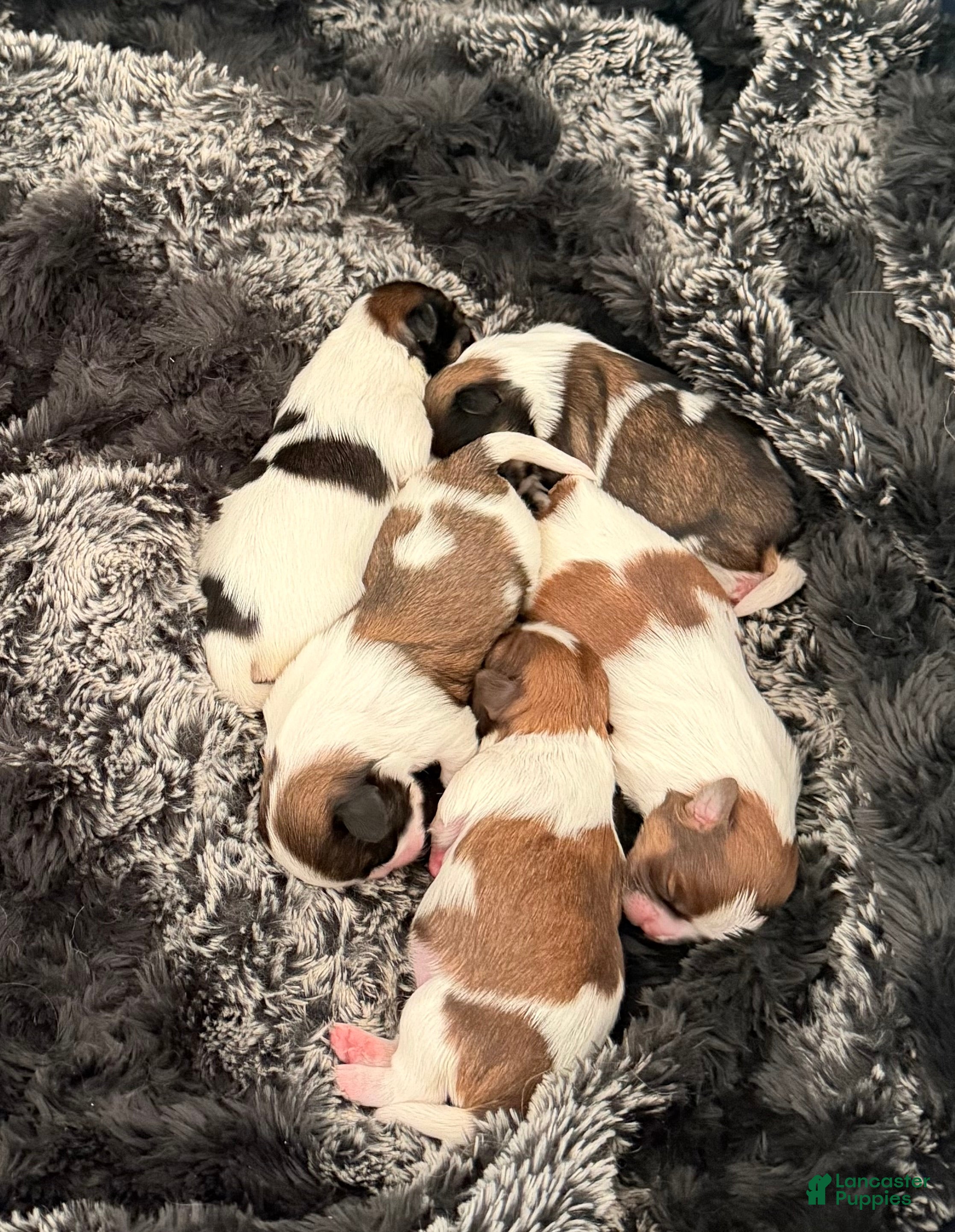 Shih Tzu dogs Shih Tzu Puppy 1 - Ad 13