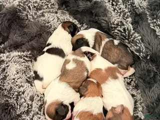 Shih Tzu dogs Shih Tzu Puppy 1 - Ad 17