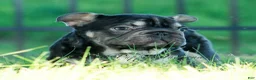 French Bulldog dogs for sale: Hershey Hue - Ad 6