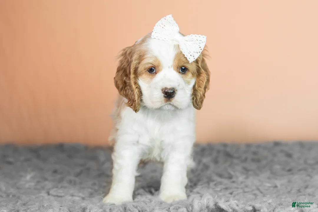 Cocker Spaniel dogs for sale: Grace - Ad 2