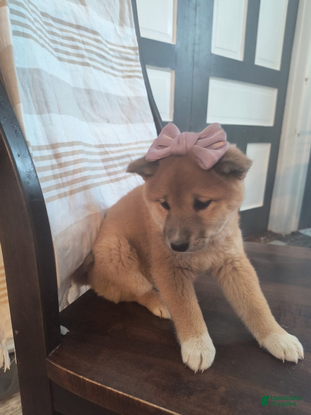 Shiba Inu dogs for sale: Basil - Ad 3