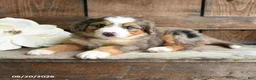 Mini Bernedoodle dogs for sale: Sophie - Ad 4