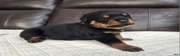 Rottweiler dogs for sale: Rottweiler Puppy 5 Pink Girl  - Ad 4