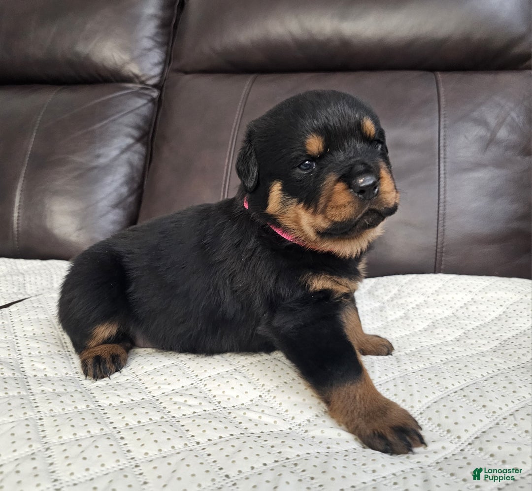 Rottweiler dogs for sale: Rottweiler Puppy 5 Pink Girl  - Ad 4