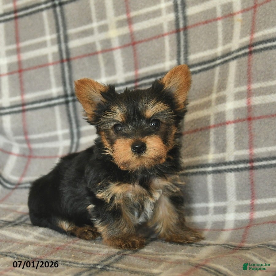 Yorkshire Terrier dogs Lucy - Ad 1