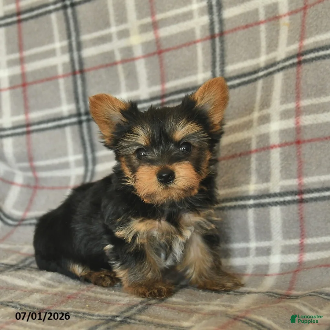 Yorkshire Terrier dogs for sale: Lucy - Ad 1