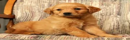Golden Retriever dogs for sale: Goldie - Ad 8