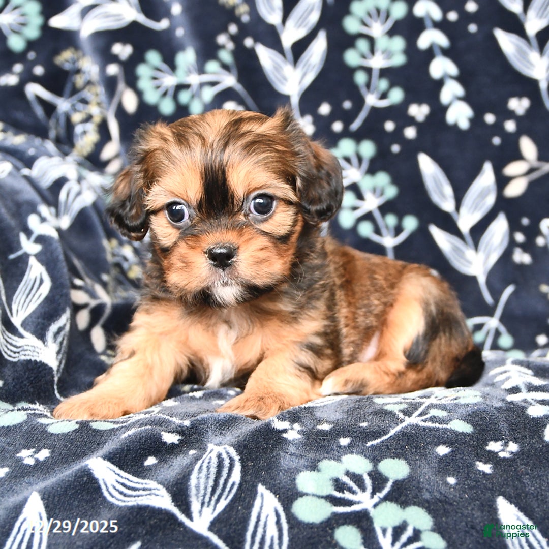 Mixed Breed dogs for sale: Buddy - Ad 3