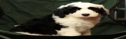 Sheepadoodle dogs for sale: Henry - Ad 8
