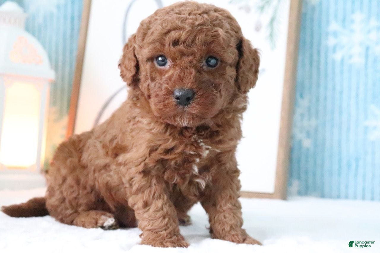Miniature Poodle dogs Buddy - Ad 30