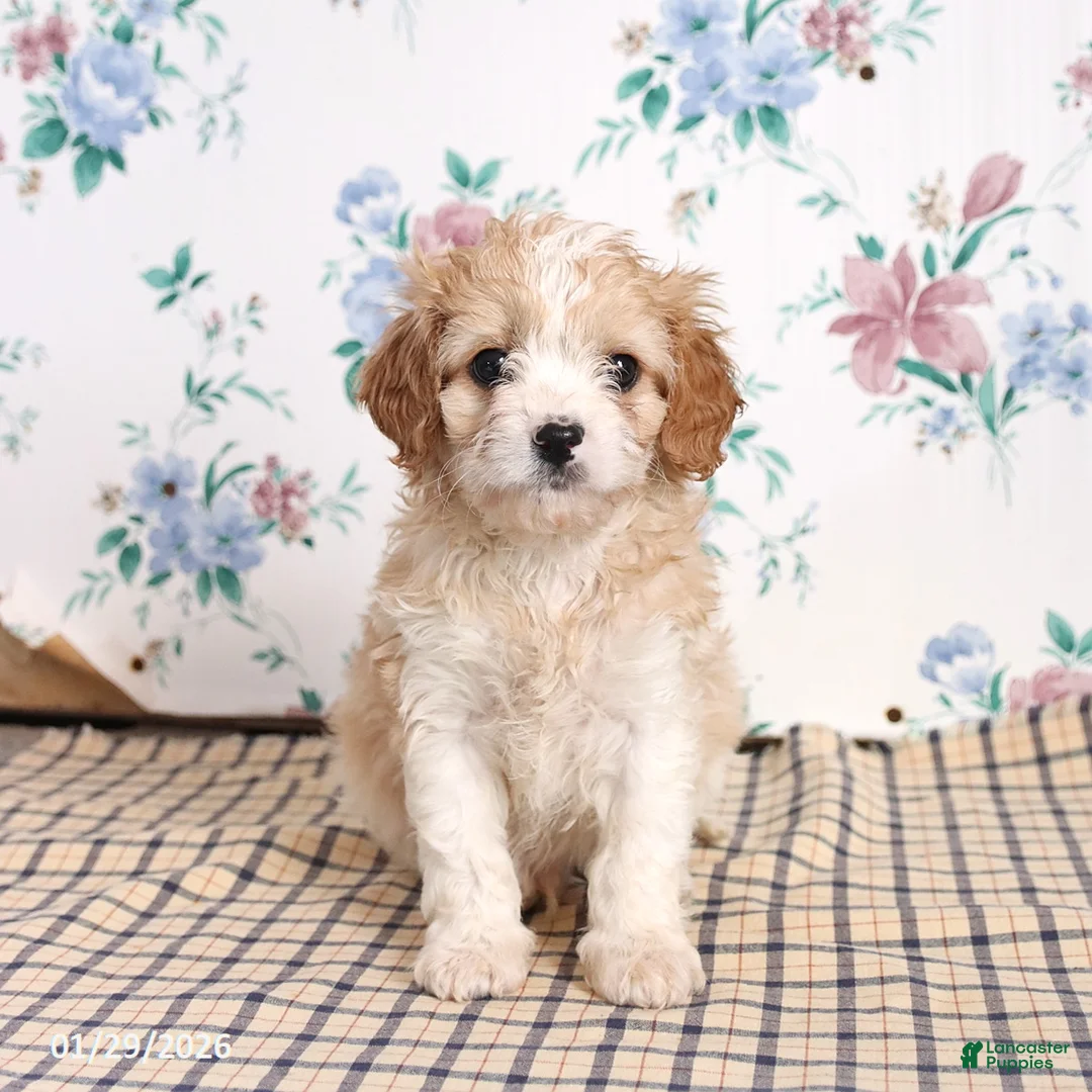 Cavapoo dogs for sale: Pete - Ad 3