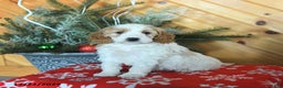 Mini Goldendoodle dogs for sale: Sierra - Ad 3