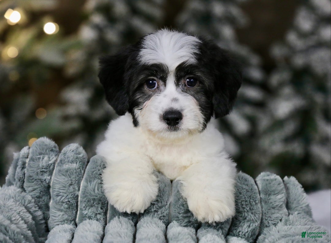 Teddy Bear dogs for sale: Elfie - Ad 11