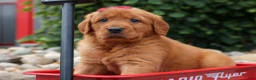 Golden Retriever dogs for sale: Quinny 🐾  - Ad 5