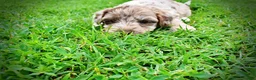 Havapoo dogs for sale: Star - Ad 7