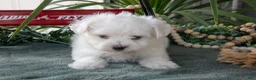 Maltese dogs for sale: Snowball - Ad 3