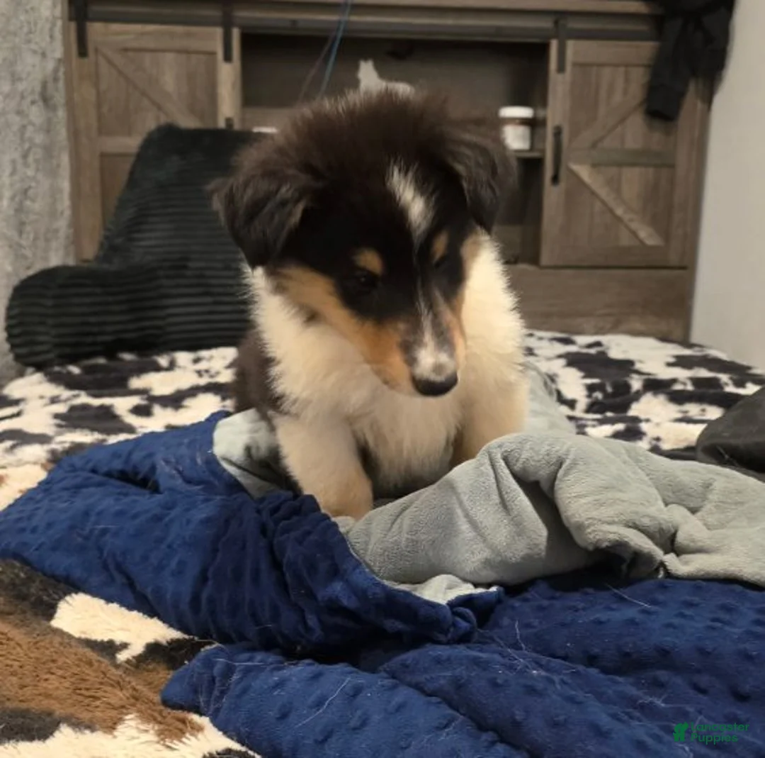 Collie dogs for sale: Callum - Ad 1