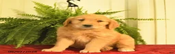 Golden Retriever dogs for sale: West  - Ad 3