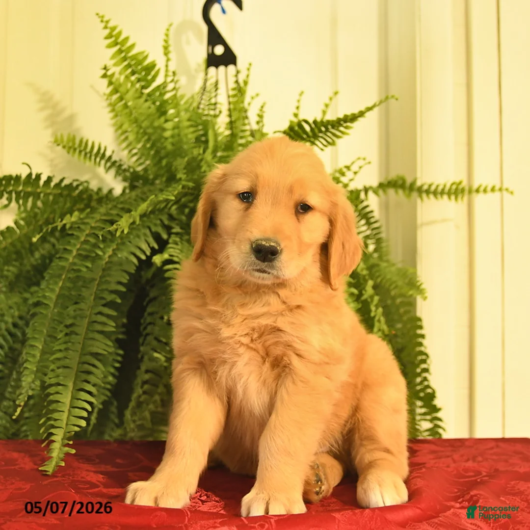 Golden Retriever dogs for sale: West  - Ad 3