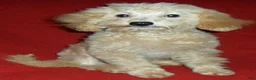 Miniature Poodle dogs for sale: Millie - Ad 5