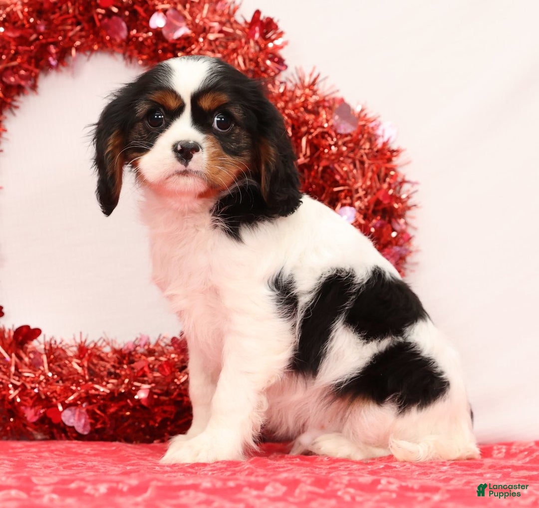 Cavalier King Charles Spaniel dogs for sale: Liam - Ad 5