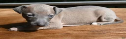 Italian Greyhound dogs for sale: Jersey  - Ad 2