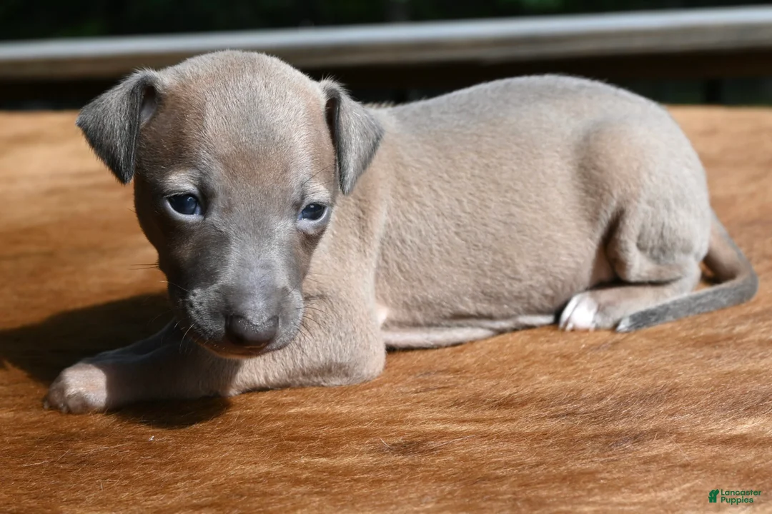 Italian Greyhound dogs for sale: Jersey  - Ad 2
