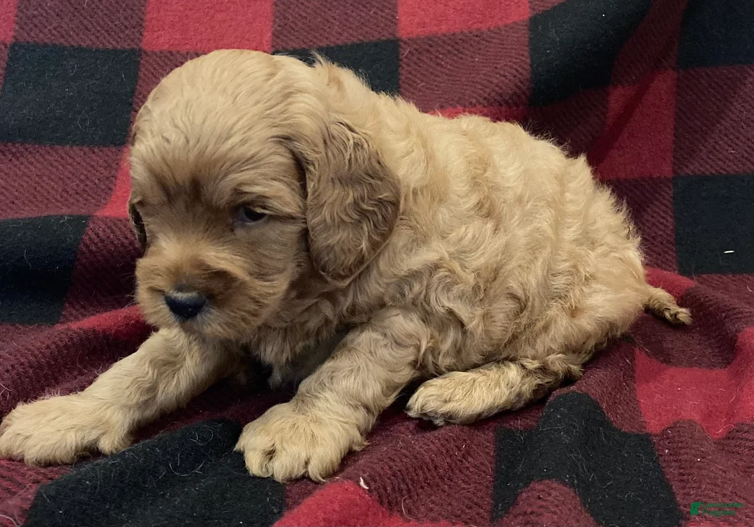 Labradoodle dogs for sale: Maverick - Ad 16