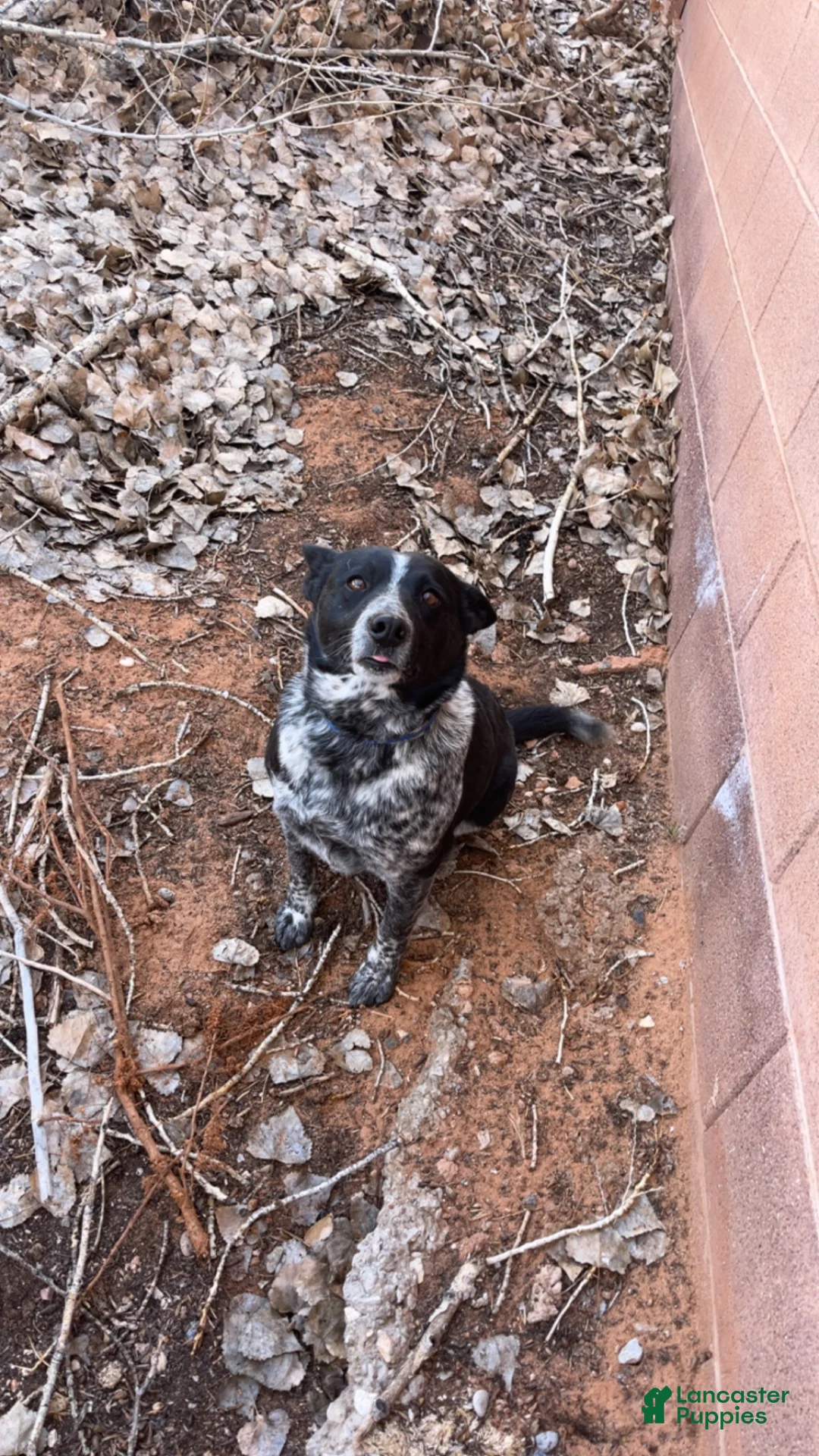 Mixed Breed dogs for sale: Mixed Breed Puppy 3 - Ad 2