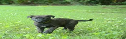 Dutch Shepherd dogs for sale: Jinx - Ad 5