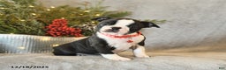 Boston Terrier dogs for sale: Stella - Ad 3
