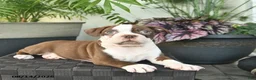 Boston Terrier dogs for sale: Ryder  - Ad 3