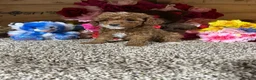Toy Poodle dogs for sale: Toy Poodle Puppy 1 - Ad 4