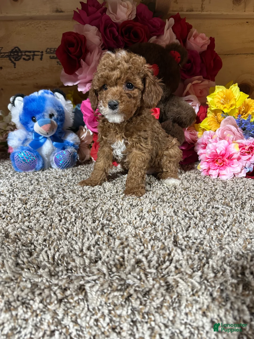 Toy Poodle dogs for sale: Toy Poodle Puppy 1 - Ad 4