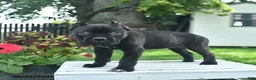 Cane Corso dogs for sale: Diamond  - Ad 4