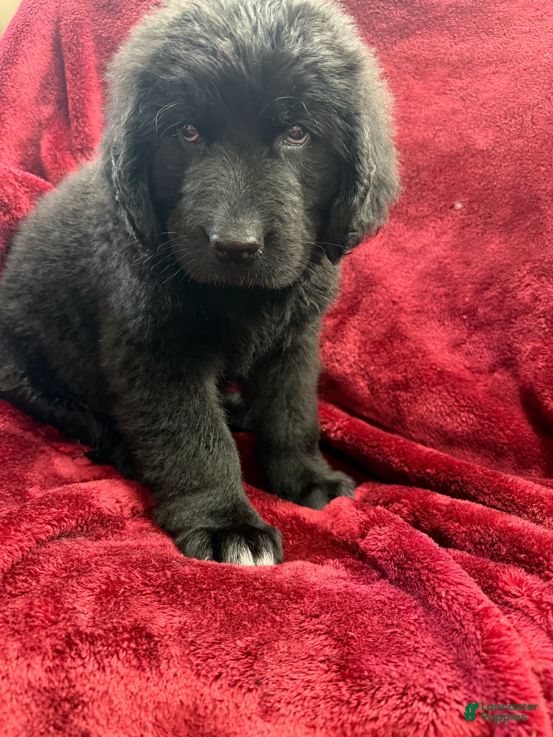 Newfoundland dogs for sale: Newfoundland 2 - Ad 2