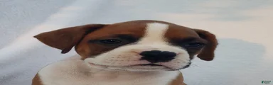 Deisel 