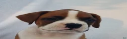 Boxer dogs for sale: Deisel  - Ad 1