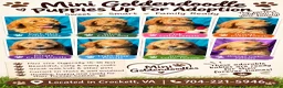 Goldendoodle dogs for sale: Goldendoodle 2 - Ad 3