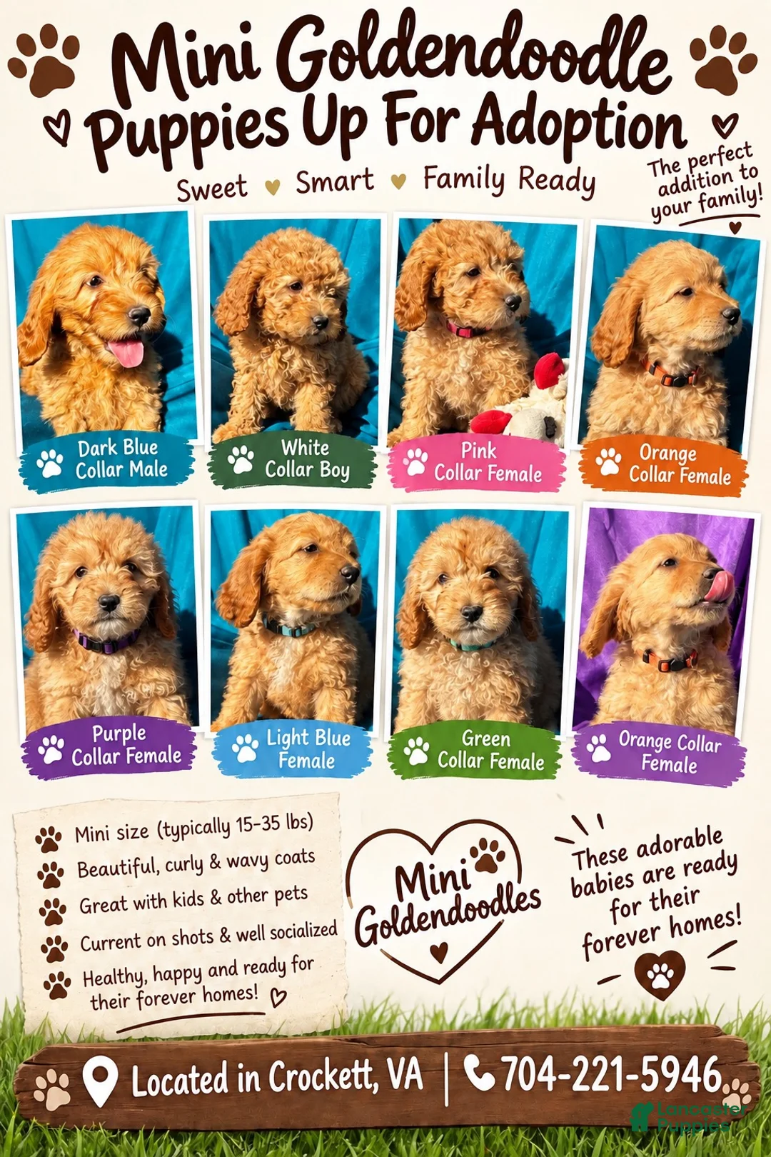 Goldendoodle dogs for sale: Goldendoodle 2 - Ad 3